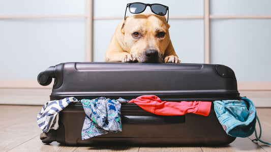 Dog travel advice